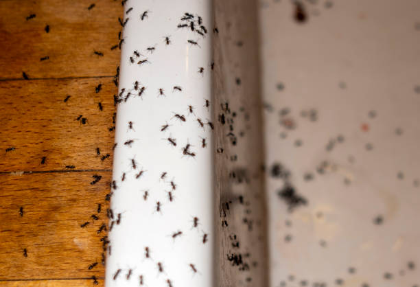 Best Pest Control Near Me in Guthrie, KY